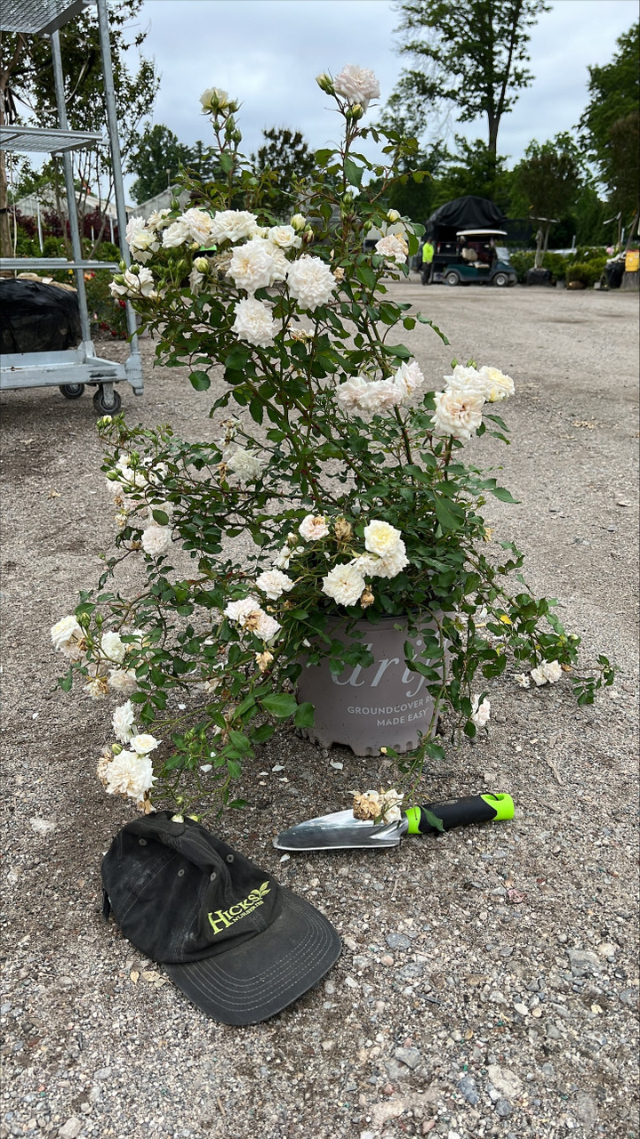 ROSE DRIFT WHITE 2G